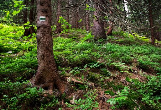 nature background spruce tree with green tourist sign