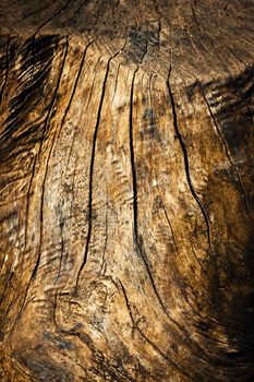 background or texture abstract detail lines on an old weathered stump