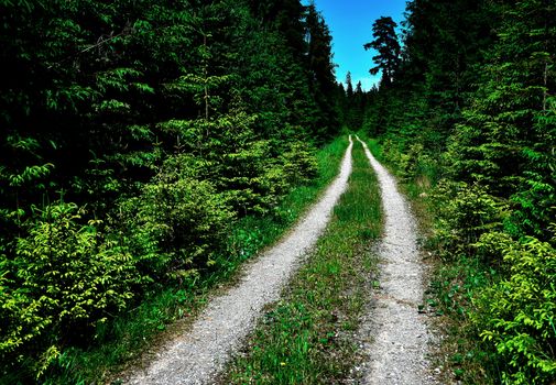 nature landscape background the path to the dense green spruce forest