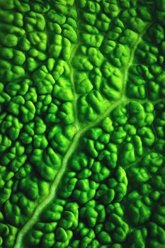 nature background or texture abstract green cabbage leaf surface