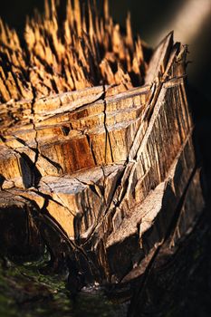 nature background or texture abstract detail felled trunk