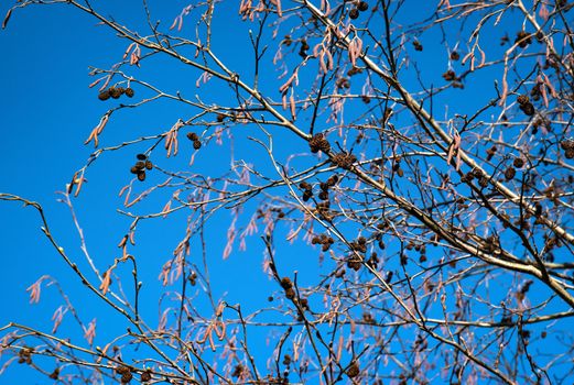 nature seasonal background alder twigs on blue sky