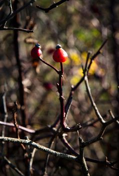 dark nature background autumn background with two red rose