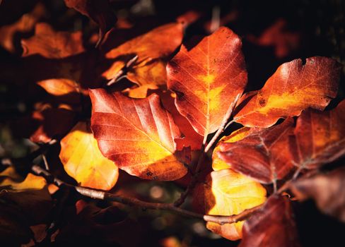 seasonal nature background autumn brown leaves of beech