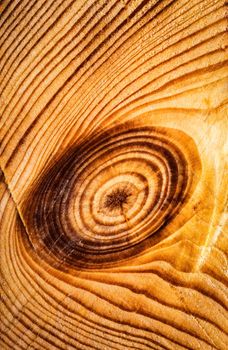 abstract background or texture cut with tree rings detail on old wood