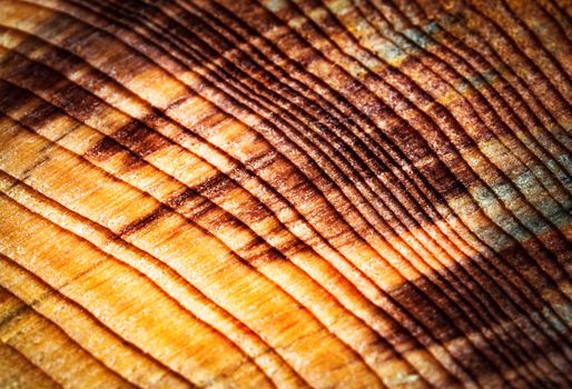 abstract background or texture cut with tree rings detail on old wood