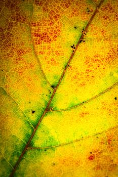 background detail abstract color of a dry autumn leaf