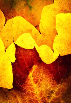 abstract background outline detail of autumn leaf