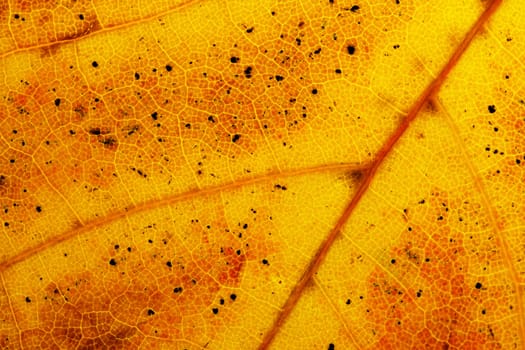 abstract background or texture dark red detail of autumnal leaf