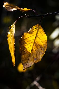 seasonal nature background autumn beech leaves