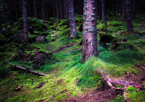 nature background dense and damp dark forest