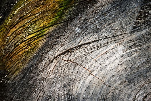 background or texture abstract surface of a wooden stump