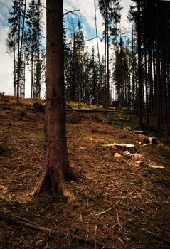 landscape view of the blown forest after the calamity