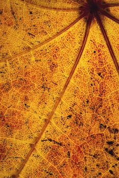 seasonal background or texture abstract color detail of an autumn leaf