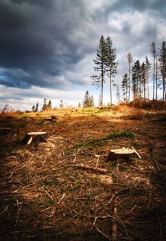 landscape view of the blown forest after the calamity