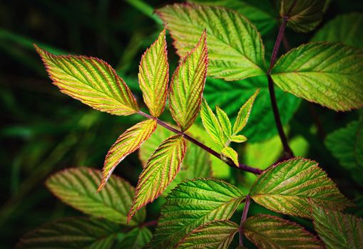 nature background autumn leaves of raspberry bush