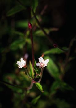 nature seasonal background Two little flowers on a dark background