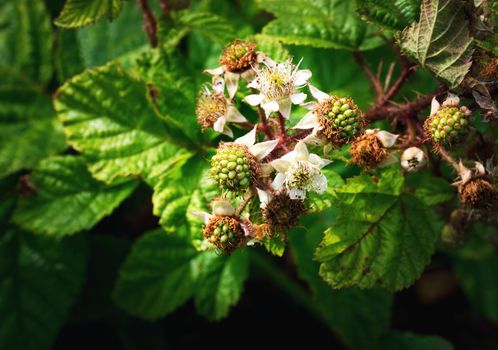 nature seasonal background flowering and fruit unripe blackberries