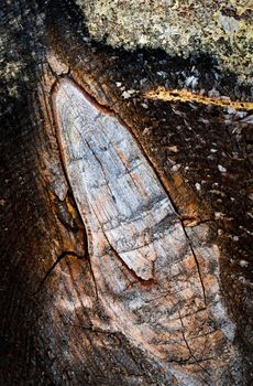 nature background sawn twig on a tree trunk