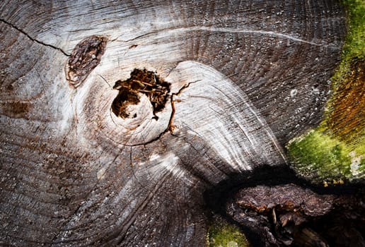 background or texture detail abstract shape on the stump