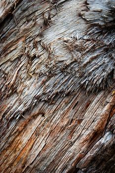 background or texture detail of torn tree trunk