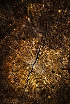 background or texture detail of an old stump sawn