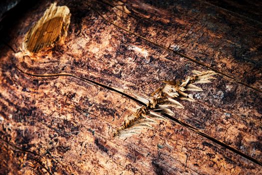 background or texture detail of wood with scratch