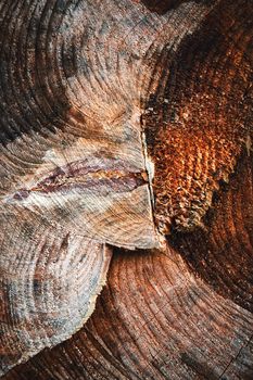 abstract background or texture detail of sawn rotten stump