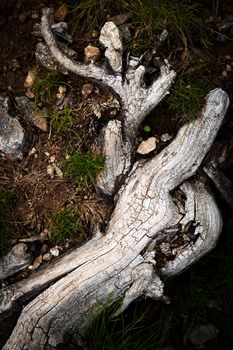 abstract nature background dry branched gray root