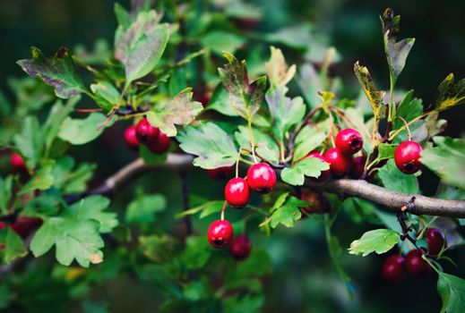 nature seasonal background Autumn red fruit of hawthorn