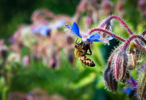 nature seasonal background bee on a blue borage flower