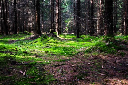 nature background a dense forest with a green moss