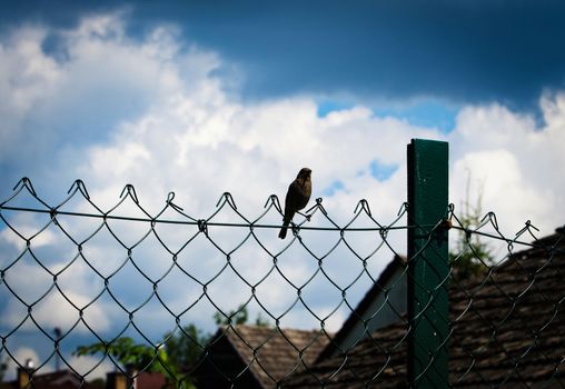 nature background Black redstart on wire fence