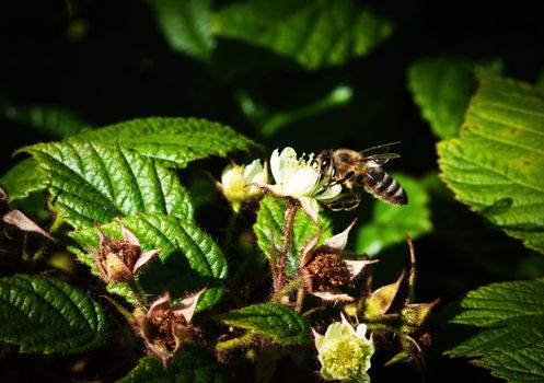 nature background bee on white flower blackberry