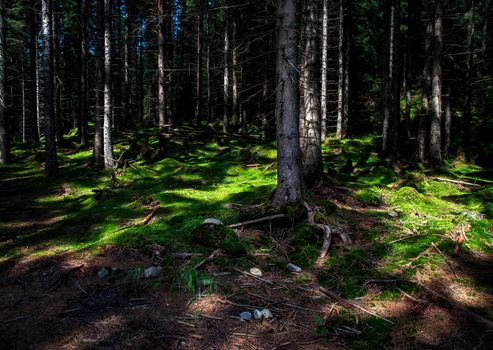 nature background forest with green moss illuminated by the sun