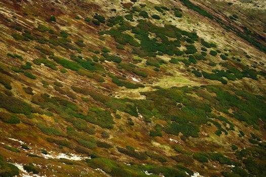 nature background detail on autumn colored mountain slope