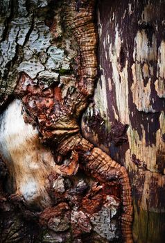 abstract nature background Detail of damaged tree bark