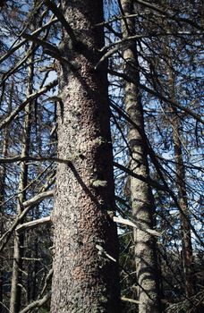 nature background dry trees in the woods