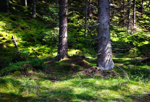 nature landscape background two spruces in green moss