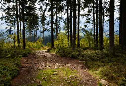 seasonal landscape background forest path downwards