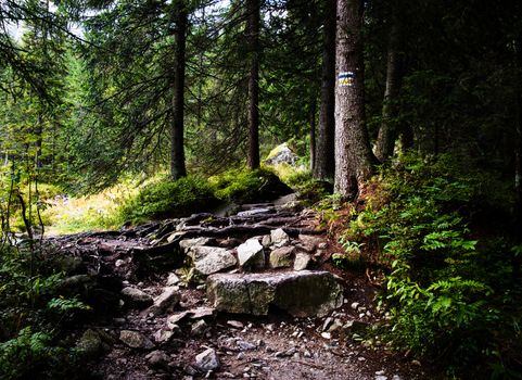 landscape background Stone hiking trail goes through the woods