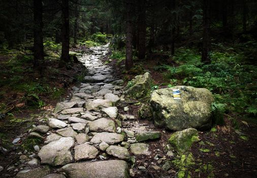 landscape background stone walkway in the dense forest