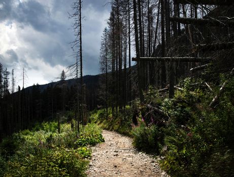 nature landscape background stone pavement between the broken trees