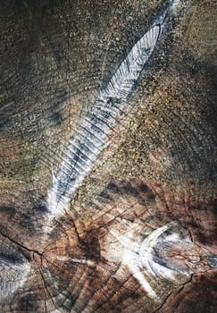 background or texture abstract detail on a weathered old stump