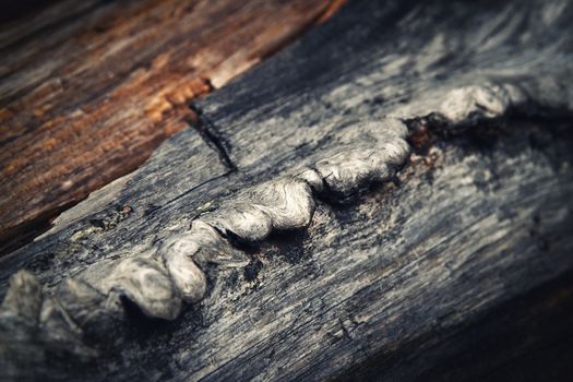 abstract background or texture detail of a damaged old wood