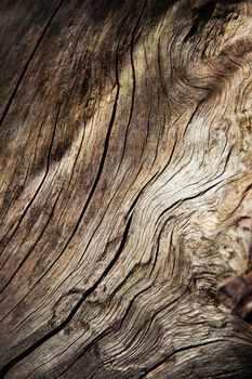 abstract background or texture Detail of dry wood line