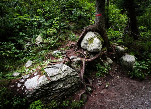 nature landscape background trapped stone at the root of a tree