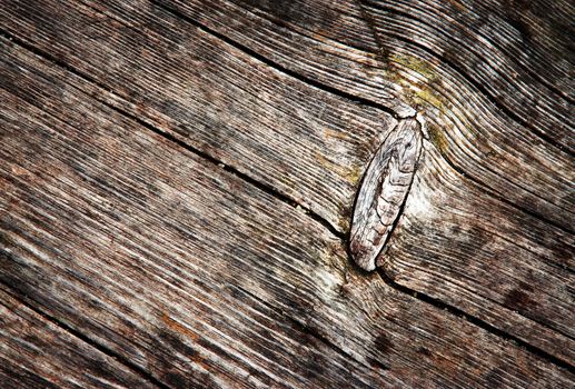 background or texture bump shapes on old weathered wood