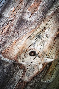 abstract background or texture detail of wood without bark