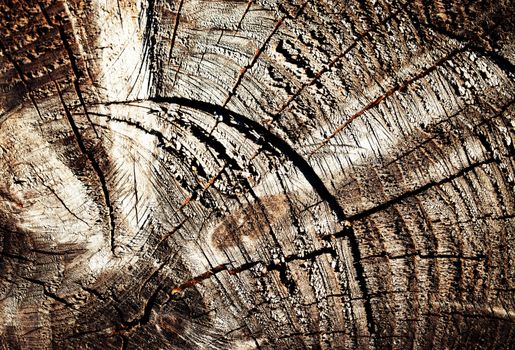 abstract background or texture of an old tree stump with cracks
